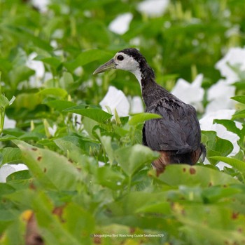 White-breasted Waterhen Ishigaki Island Fri, 9/29/2023