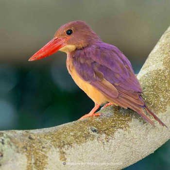 Ruddy Kingfisher(bangsi) Ishigaki Island Tue, 9/26/2023