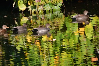 2023年11月4日(土) 長浜公園の野鳥観察記録