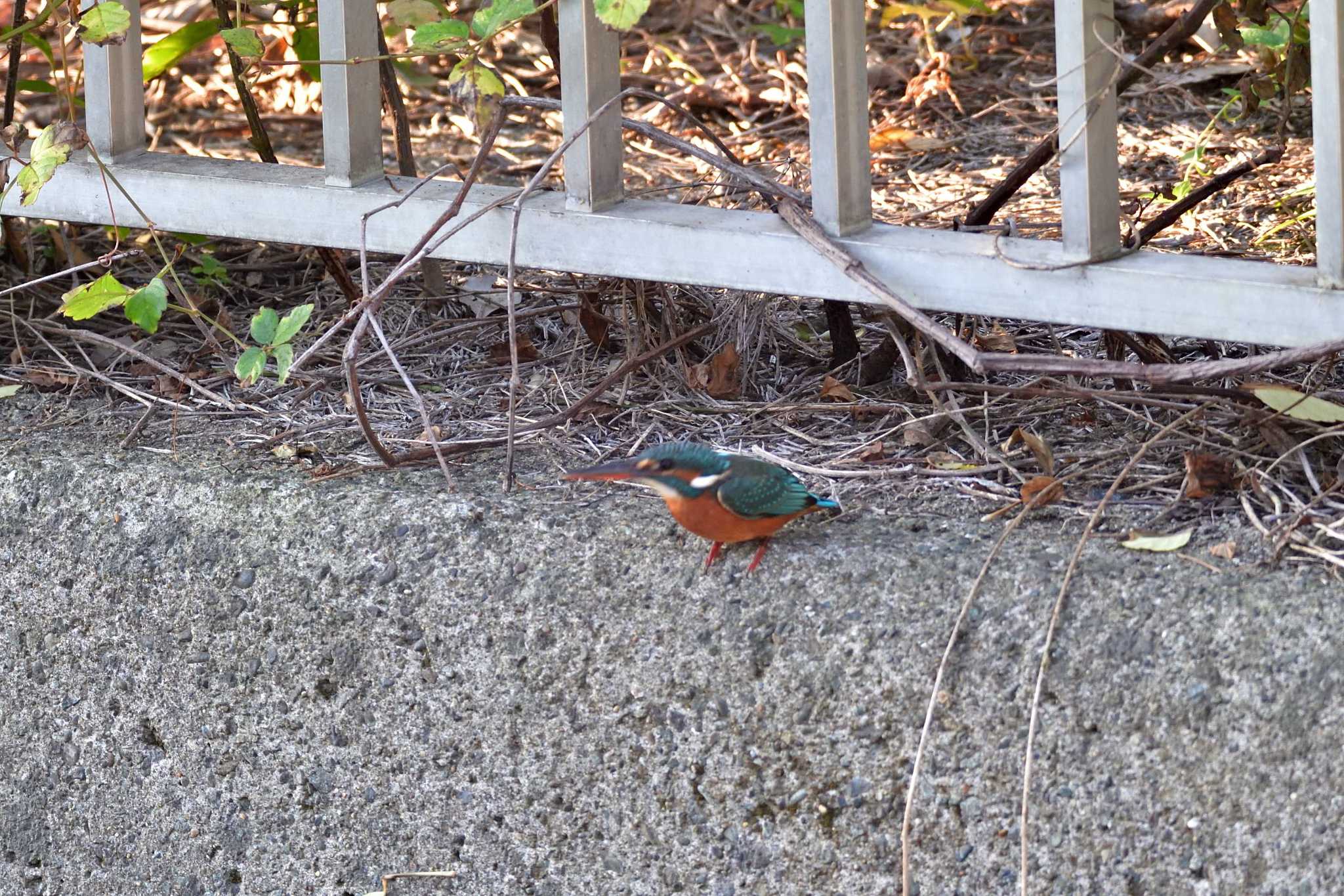 長浜公園 カワセミの写真