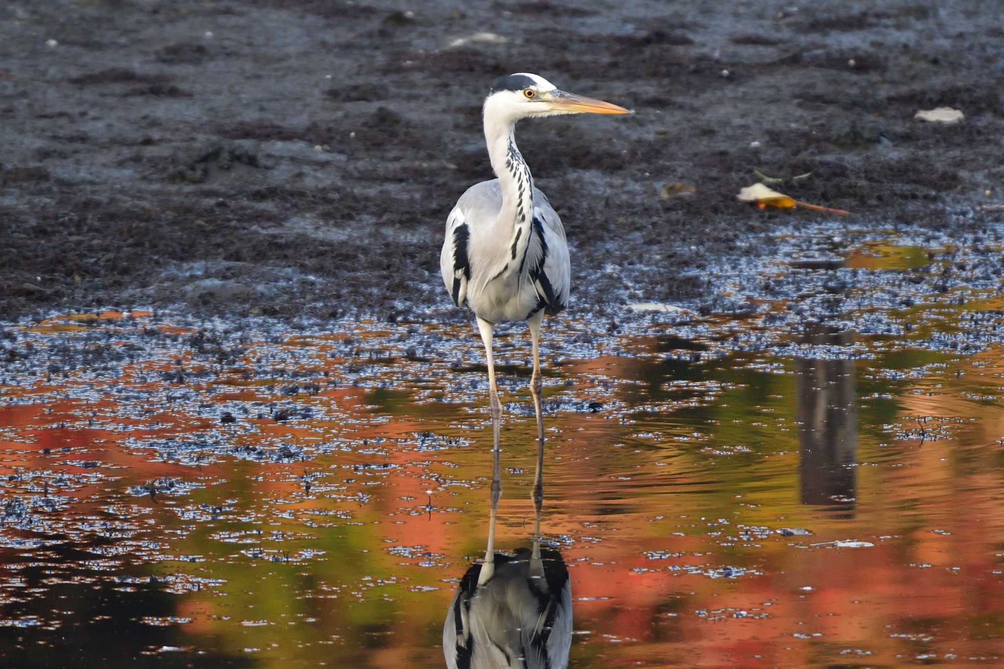 長浜公園 アオサギの写真