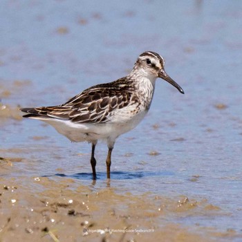 Broad-billed Sandpiper Ishigaki Island Tue, 9/19/2023