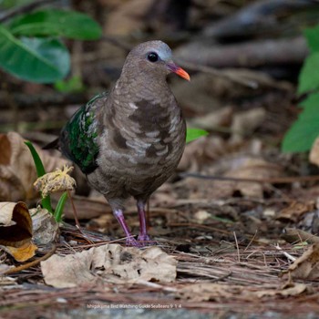 Common Emerald Dove Ishigaki Island Thu, 9/14/2023