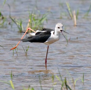 Black-winged Stilt Ishigaki Island Sat, 9/16/2023