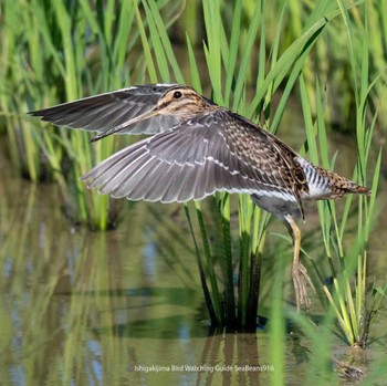 Common Snipe Ishigaki Island Sat, 9/16/2023