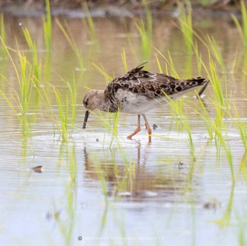 Ruff Ishigaki Island Wed, 9/13/2023