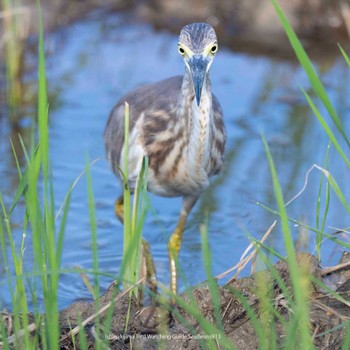 Javan Pond Heron Ishigaki Island Wed, 9/13/2023