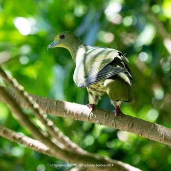 チュウダイズアカアオバト Ishigaki Island Thu, 9/14/2023