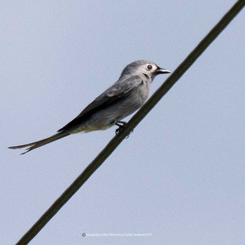 Ashy Drongo Ishigaki Island Sat, 10/7/2023