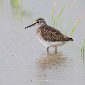 Wood Sandpiper Ishigaki Island Fri, 9/29/2023