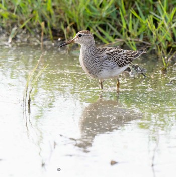 Pectoral Sandpiper Ishigaki Island Mon, 10/2/2023