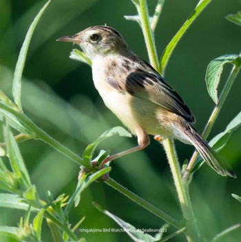 Zitting Cisticola Ishigaki Island Sat, 9/23/2023