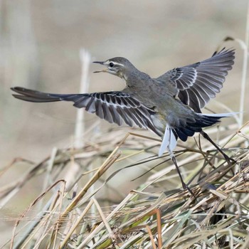 Eastern Yellow Wagtail Ishigaki Island Mon, 9/18/2023