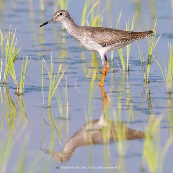 Common Redshank Ishigaki Island Tue, 9/19/2023