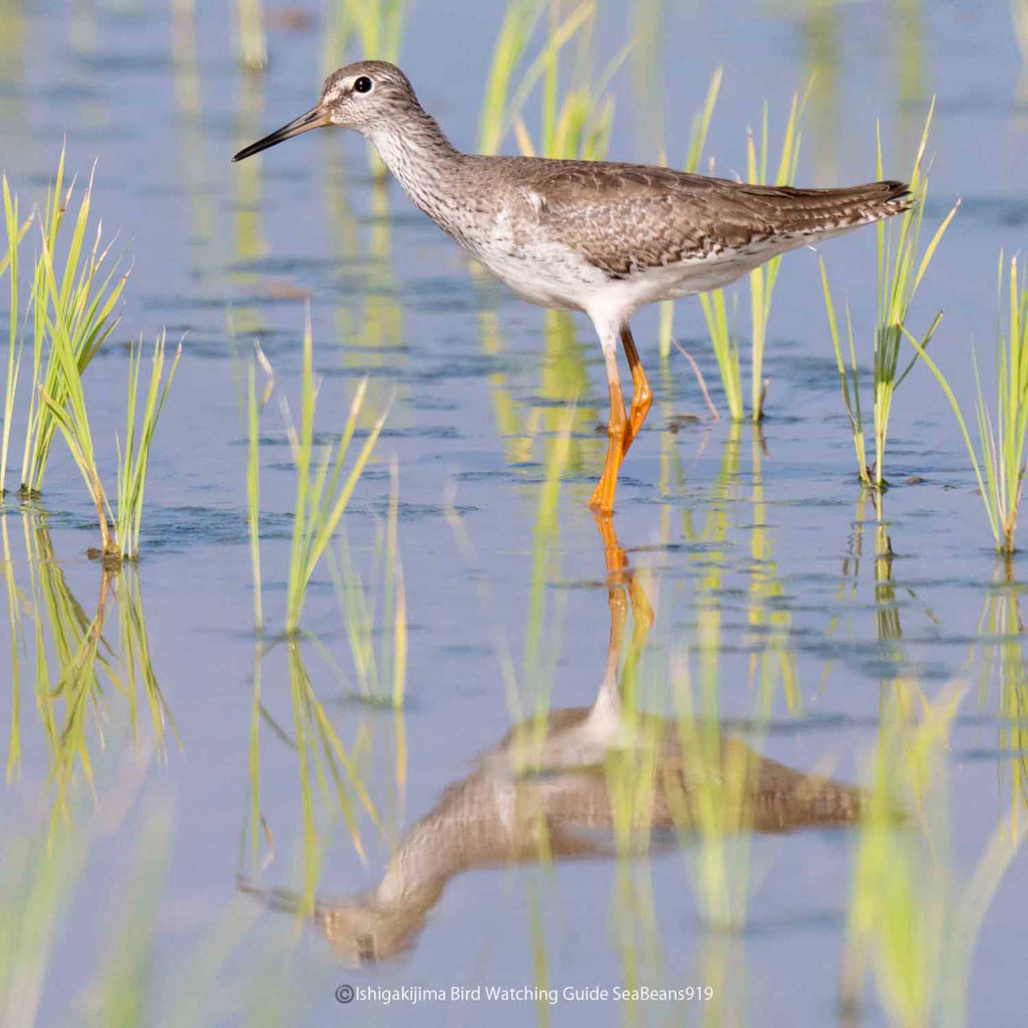 Photo of Common Redshank at Ishigaki Island by 石垣島バードウオッチングガイドSeaBeans