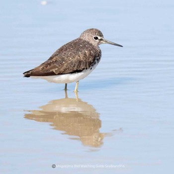 Green Sandpiper Ishigaki Island Sat, 9/16/2023