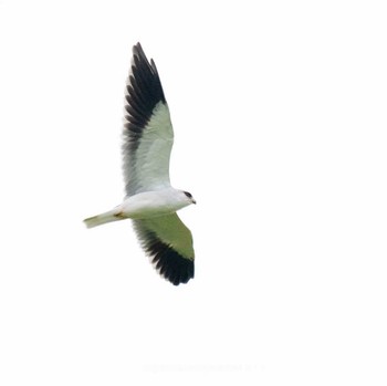 Black-winged Kite Ishigaki Island Tue, 10/17/2023