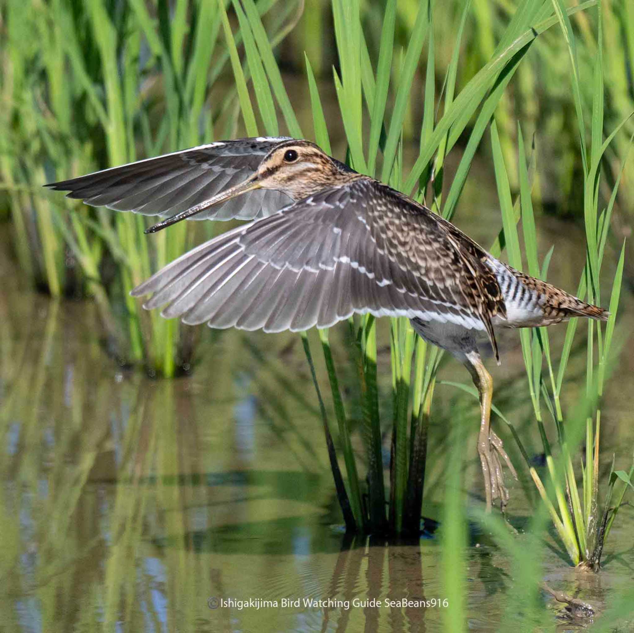 Photo of Common Snipe at Ishigaki Island by 石垣島バードウオッチングガイドSeaBeans