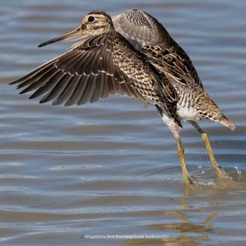 Swinhoe's Snipe Ishigaki Island Sun, 9/17/2023