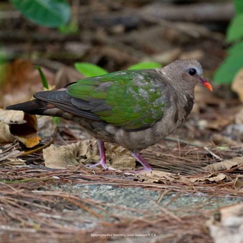 Common Emerald Dove Ishigaki Island Thu, 9/14/2023