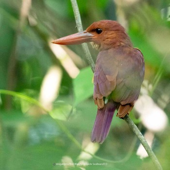 リュウキュウアカショウビン 石垣島 2023年9月13日(水)