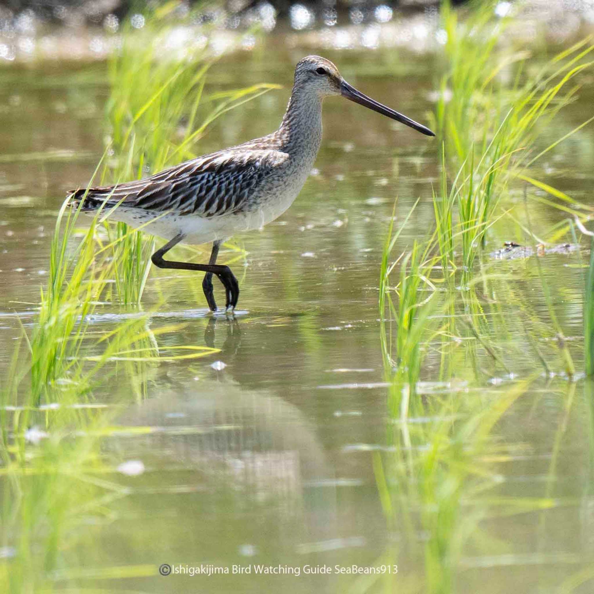 Photo of Asian Dowitcher at Ishigaki Island by 石垣島バードウオッチングガイドSeaBeans