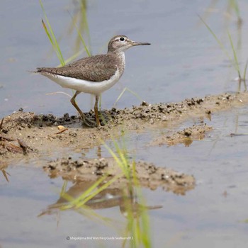 Common Sandpiper Ishigaki Island Tue, 9/12/2023