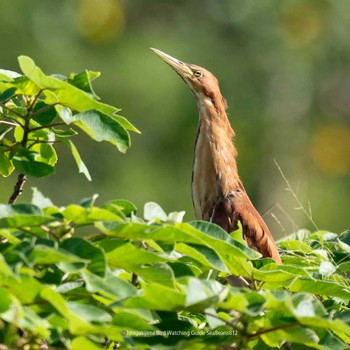 Cinnamon Bittern Ishigaki Island Tue, 9/12/2023