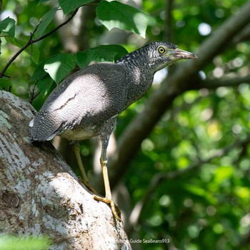 Malayan Night Heron Ishigaki Island Wed, 9/13/2023