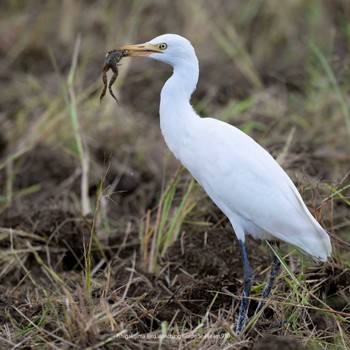 Eastern Cattle Egret Ishigaki Island Sat, 9/30/2023