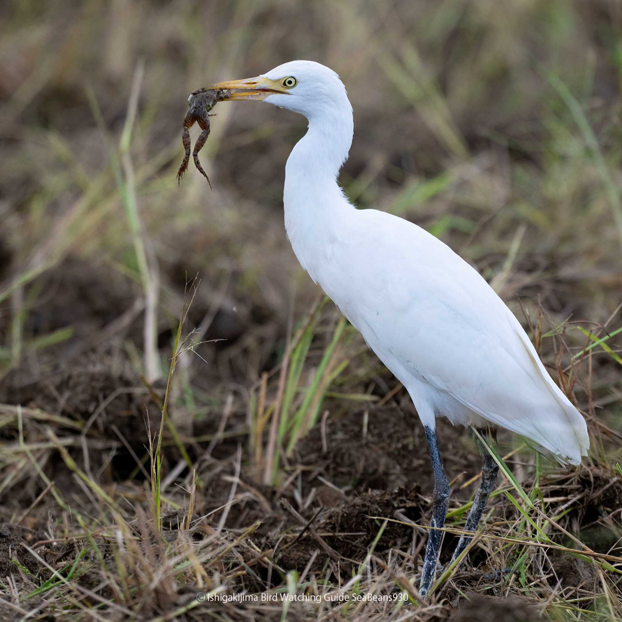 Photo of Eastern Cattle Egret at Ishigaki Island by 石垣島バードウオッチングガイドSeaBeans