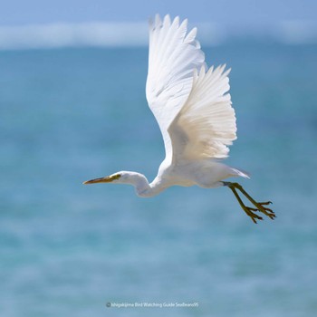 Pacific Reef Heron Ishigaki Island Tue, 9/5/2023