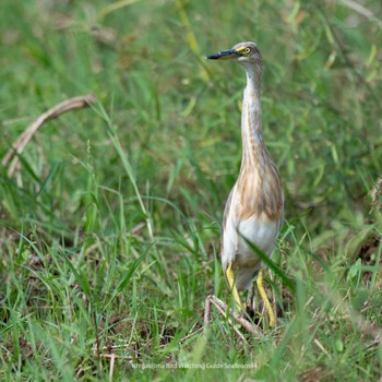 Javan Pond Heron Ishigaki Island Mon, 9/4/2023