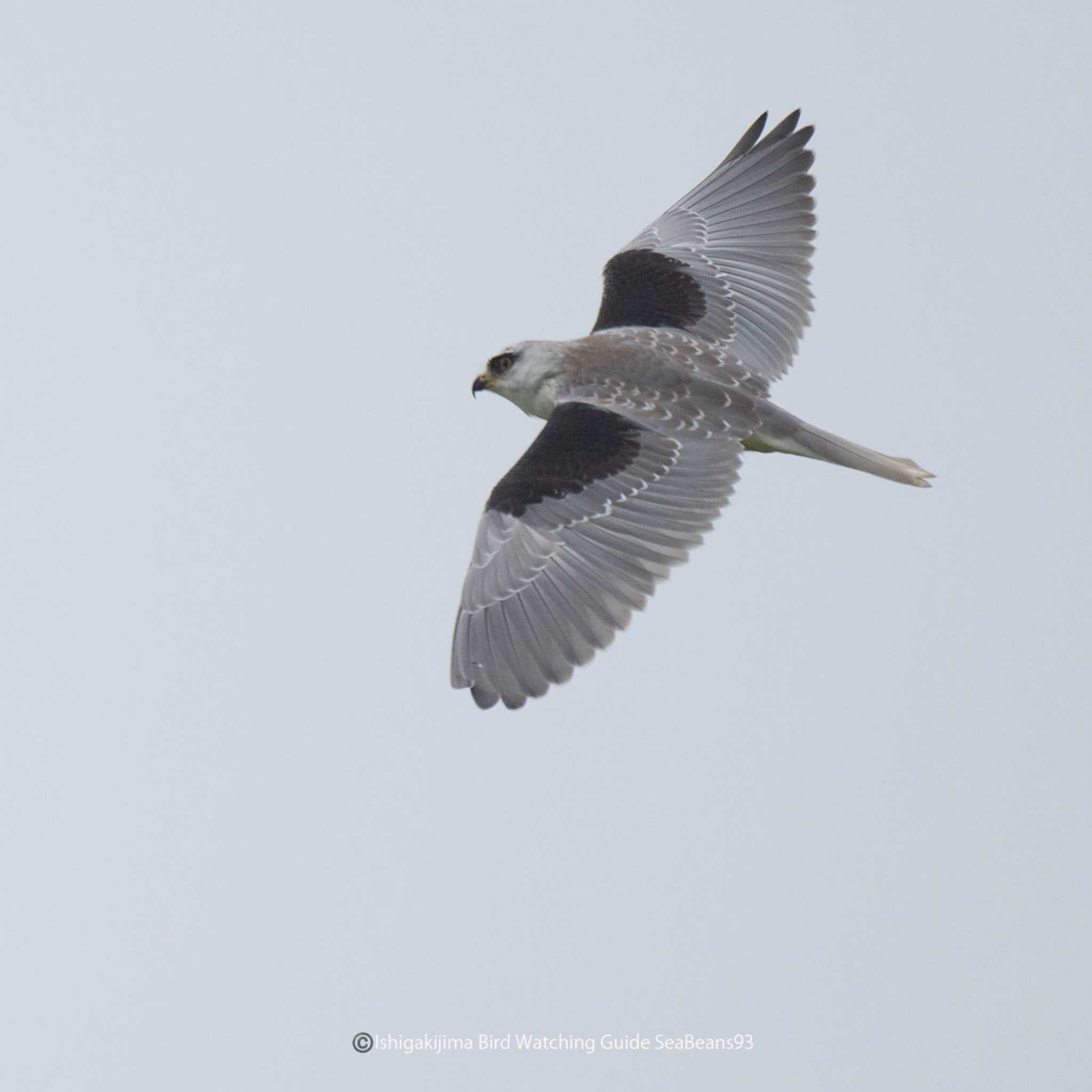 Photo of Black-winged Kite at Ishigaki Island by 石垣島バードウオッチングガイドSeaBeans