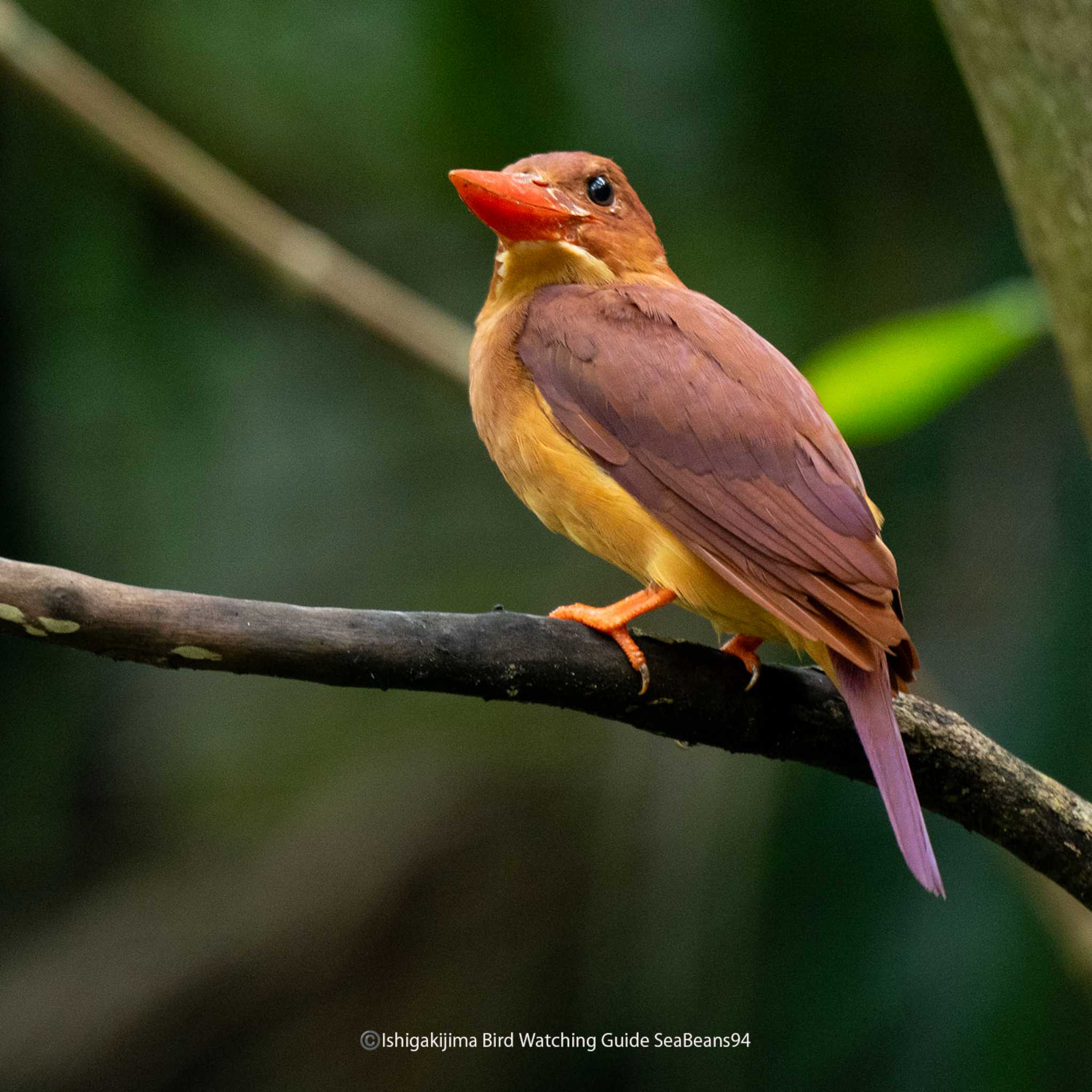 Photo of Ruddy Kingfisher(bangsi) at Ishigaki Island by 石垣島バードウオッチングガイドSeaBeans