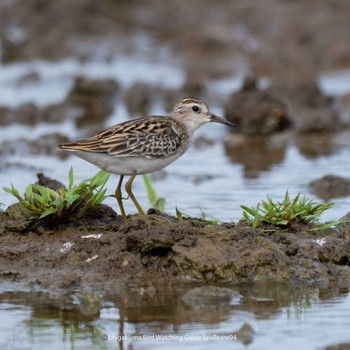 Long-toed Stint Ishigaki Island Mon, 9/4/2023