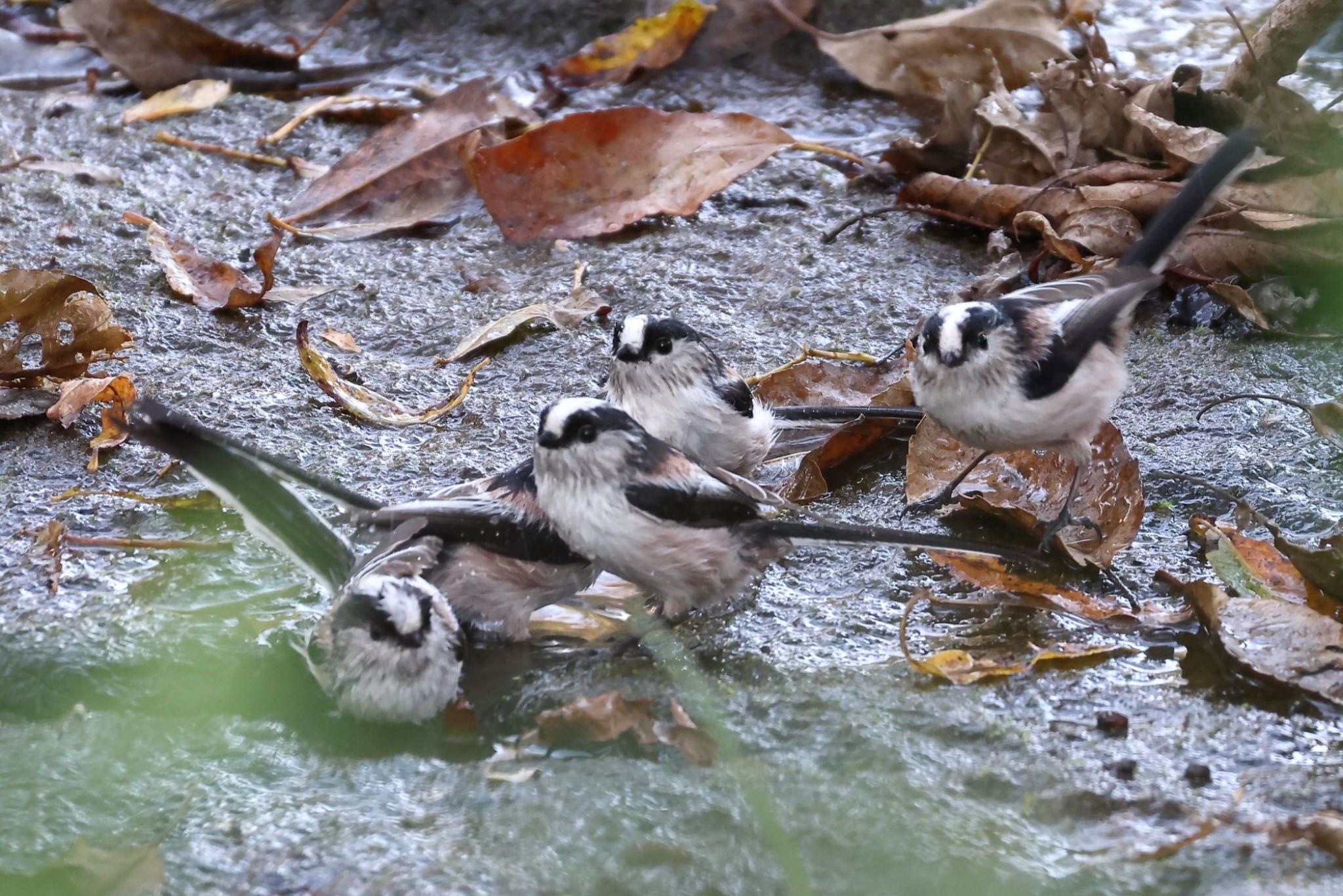 Photo of Long-tailed Tit at 平谷川 by いわな