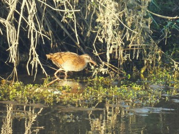 Sat, 11/4/2023 Birding report at Minuma Rice Field