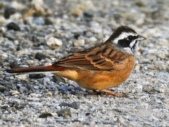 2023年11月4日(土) 松戸フラワーラインの野鳥観察記録