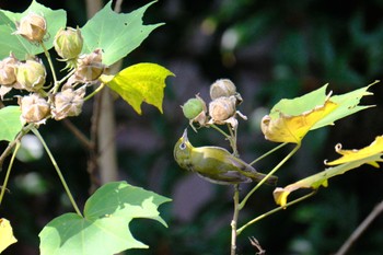 Warbling White-eye 源兵衛川 Sat, 11/4/2023