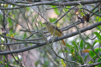 Daurian Redstart 門池公園(沼津市) Sat, 11/4/2023