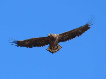 White-tailed Eagle Izunuma Sun, 2/6/2022