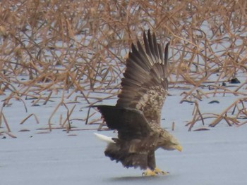 White-tailed Eagle Izunuma Sun, 1/23/2022