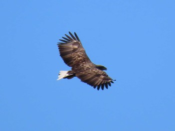 White-tailed Eagle Izunuma Tue, 11/15/2022