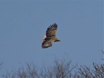 White-tailed Eagle Izunuma Wed, 3/1/2023