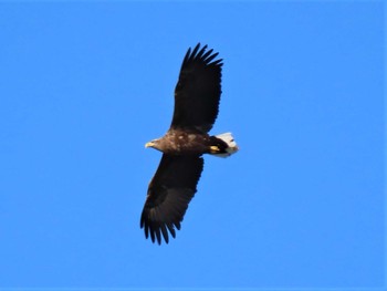 White-tailed Eagle Izunuma Tue, 11/15/2022