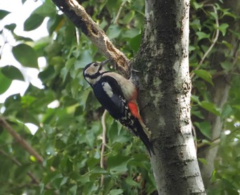 Great Spotted Woodpecker Mizumoto Park Sat, 11/4/2023