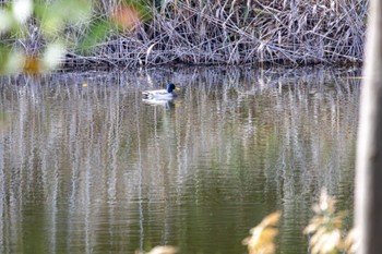 マガモ 東京港野鳥公園 2023年10月29日(日)