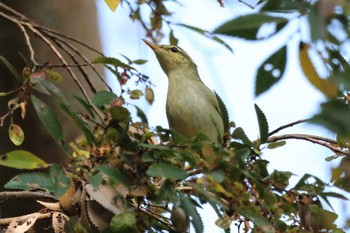 Kamchatka Leaf Warbler 祖父江ワイルドネイチャー緑地 Sat, 11/4/2023