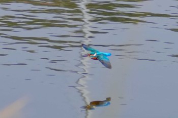 2023年11月4日(土) 手賀沼の野鳥観察記録